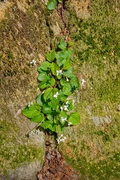 White viola plants in bloom Foto stock