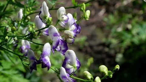 White-violet flower moves in the wind. 4k. Stock Footage 158734865