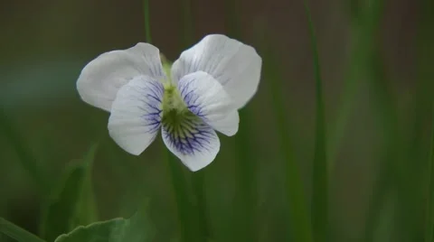 White Violet in the Grass Video stock 54168323