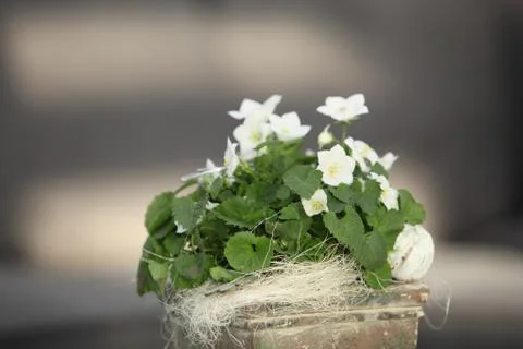 White violets growing in a container Stock Photos