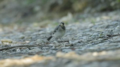 White Wagtail Alert Behavior and Tail Bobbing - 4K Slow Motion Vídeos de archivo 335710795