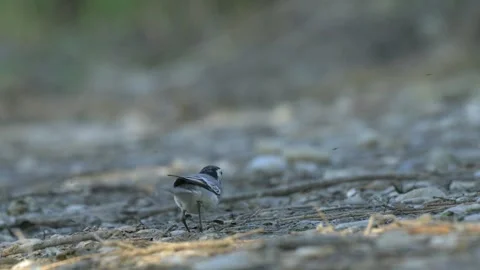 White Wagtail Alert Behavior and Tail Bobbing - 4K Macro Slow Motion Stockbeeldmateriaal 335713623