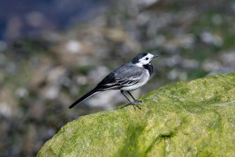 White wagtail on an algae covered rock Stock Photos