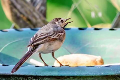 White Wagtail at Bird Bath Foto stock