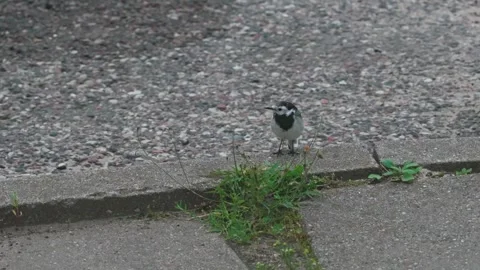 White wagtail bird Video stock 317379206