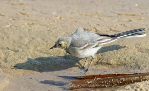 White wagtail bird foraging on sandy riverbank Stock Photos