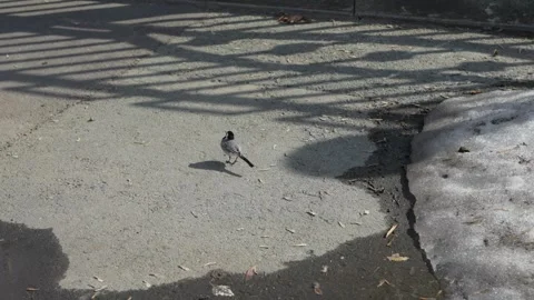 White wagtail bird standing on a patch of melting snow 스톡 동영상 332434292