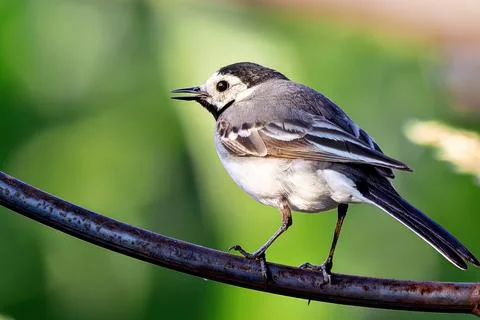 White Wagtail on Branch Stock Photos