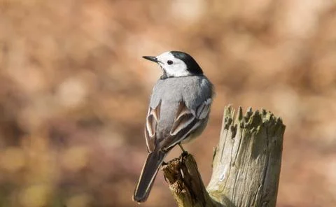 White Wagtail on a broken tree trunk in a clearing Stock Photos