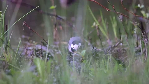 White wagtail catch insects in a forest meadow,  spring Stock Footage 154808764
