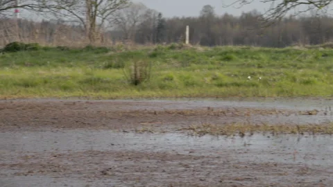 White wagtail chasing another in territorial dispute, flooded field. 4K 60fps. Vídeos de archivo 334191848
