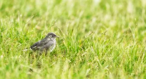 White wagtail Chick Stock Photos