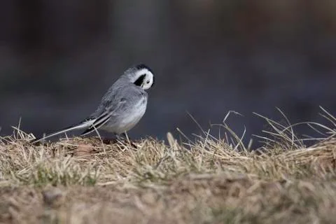 White Wagtail Cleaning Feathers Stock Photos
