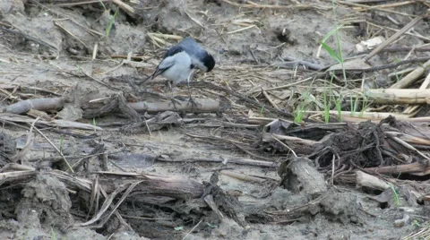 White Wagtail cleaning itself Stock Footage 68949236