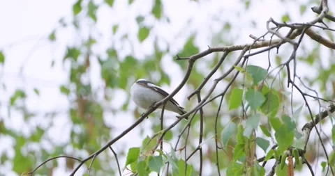 White wagtail close up Stock Footage 130593390
