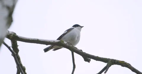White wagtail close up Stock Footage 130593416