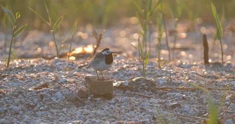 White wagtail close up Stock Footage 139131953