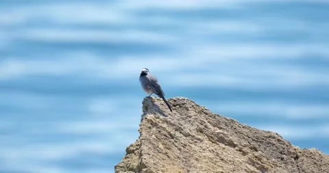 White wagtail close up Stock Footage 160502600
