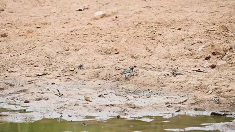 White wagtail feeding while on the sand in Tadoba national park Stock Footage 274061989