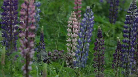 White wagtail fledgling sitting on a flower Stock Footage