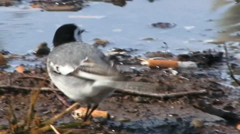 White wagtail Stock Footage 18189948