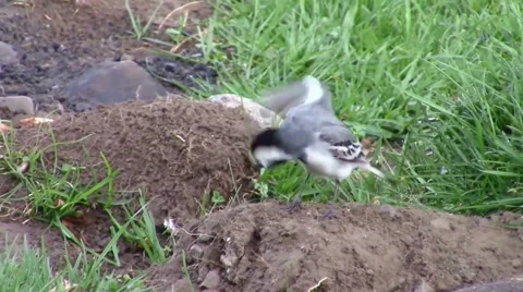 White wagtail Video stock 49598224