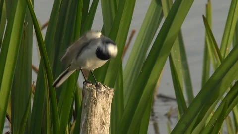 White wagtail Stock Footage 111783526