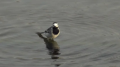 White wagtail Stock Footage 111783668