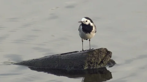 White wagtail Stock Footage 111783754