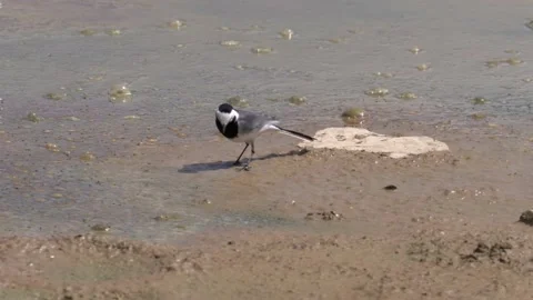 White wagtail Stock Footage 200416362