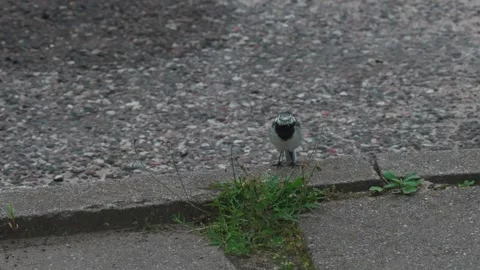 White wagtail Stock Footage 317379223