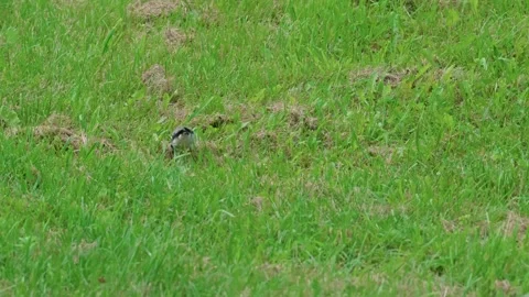 White wagtail Stock Footage 317379333