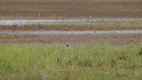 White wagtail foraging on flooded field, low angle. 4K 60fps. Stock Footage 334173731