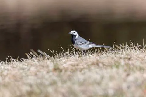 White Wagtail in Grass Stock Photos