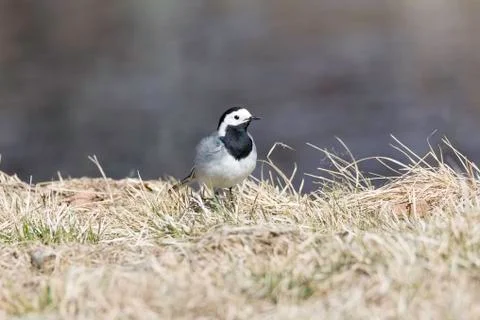 White Wagtail in Grass 스톡 사진