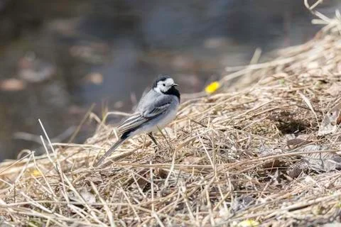 White Wagtail in Grass Stock Photos