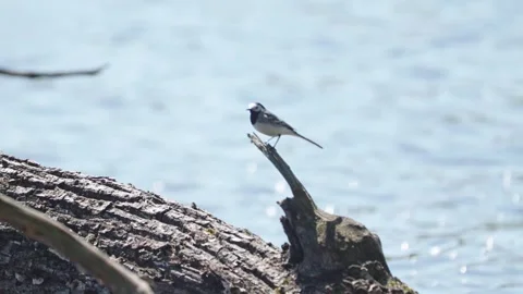 A white wagtail hops along a fallen tree trunk in a lake, with a sunny forest an Stock Footage 307915656
