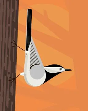 White wagtail Stock Illustration
