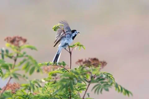 White wagtail with Insect Stock Photos