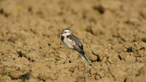 White wagtail is an insectivorous bird Stock Footage 297873315