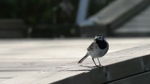 White Wagtail Looking Around and Taking Off, Close Up Video stock 200868436