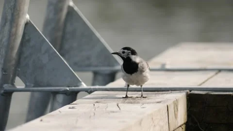 White Wagtail Looking Around On A Jetty Near Water, Close Up Stock Footage 200864164
