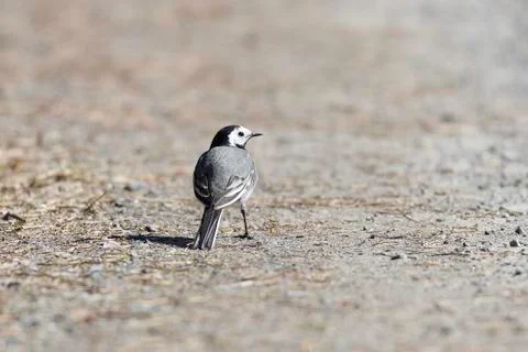 White Wagtail Looking Behind Stock Photos