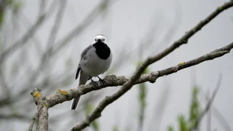 White wagtail (Motacilla alba) Stock Footage 143745448