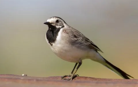 White wagtail, Motacilla alba. Spring sunny morning. Adult bird sits on a met Stock Photos
