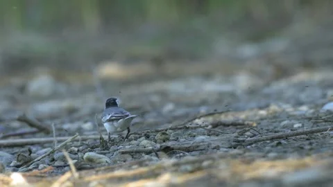 White Wagtail Observing Surroundings and Walking - 4K Macro Slow Motion Stockbeeldmateriaal 335713629