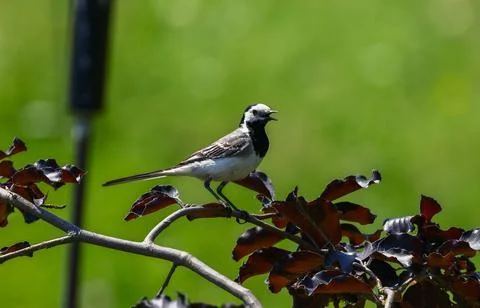 White Wagtail Perched on a Copper Beech Branch Stock Photos