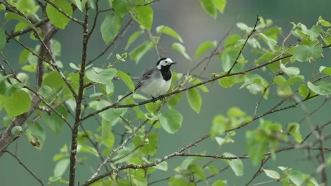White wagtail perched on tree branch 001 Stock Footage 337037340