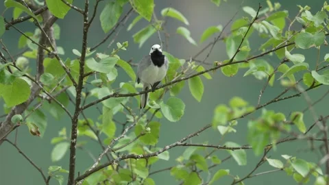 White wagtail perched on tree branch Stock Footage 337037350