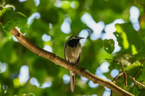 White Wagtail Perched on a Tree Branch Stock Photos
